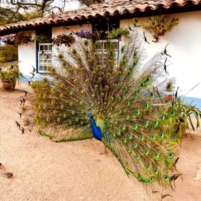Animais exóticos na fazenda de chocolate em Itu - SP