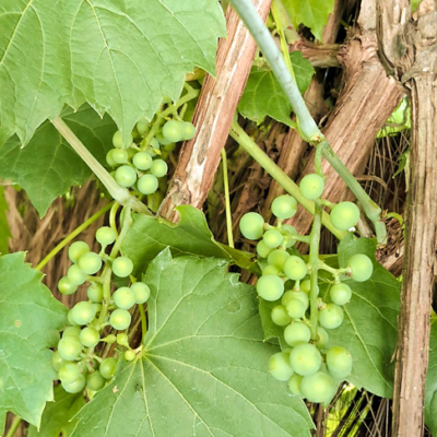 01-Estrada-do-Vinho-Almoço-Português-e-Degus-de-Vinho-e-Alcachofras