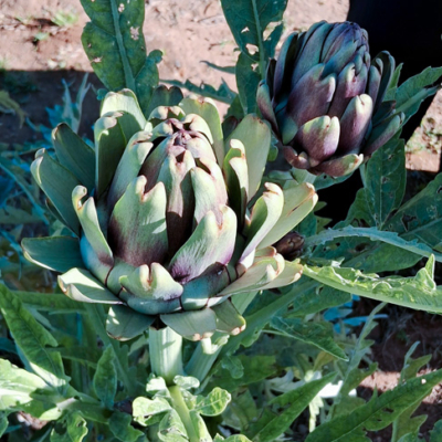 12-Estrada-do-Vinho-Almoço-Português-e-Degus-de-Vinho-e-Alcachofras