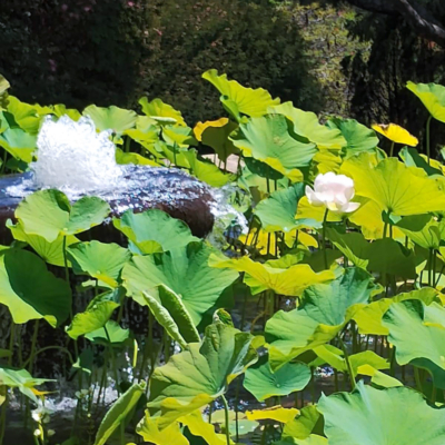 12-Visita-Meditacao-e-Almoco-no-Templo-Zu-Lai