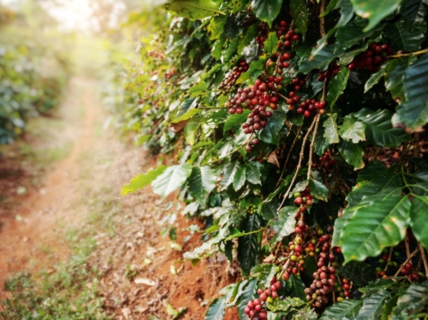 Instituto biológico Cafezal